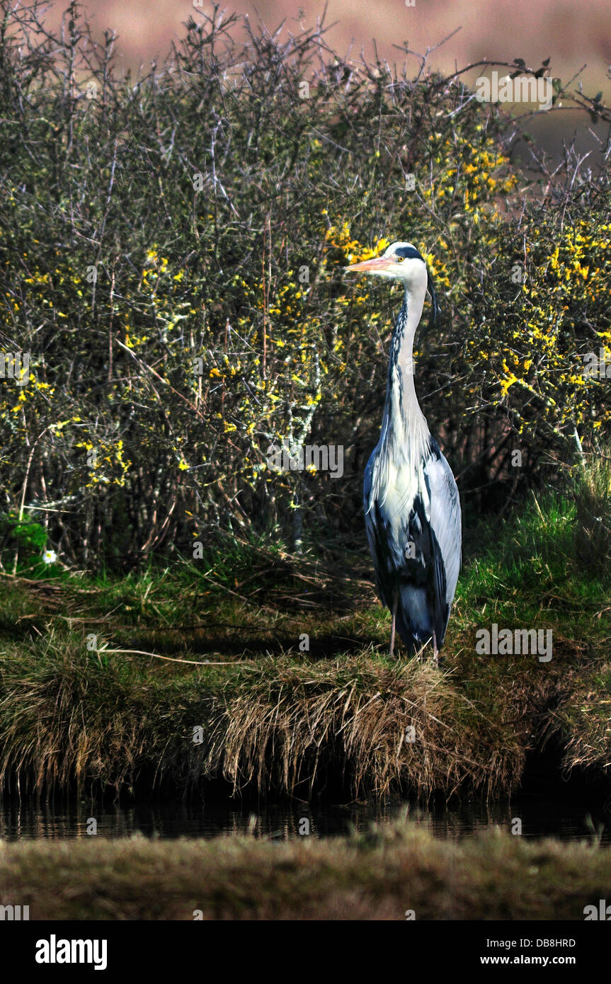 Un heron permanente aún en el banco del río Foto de stock