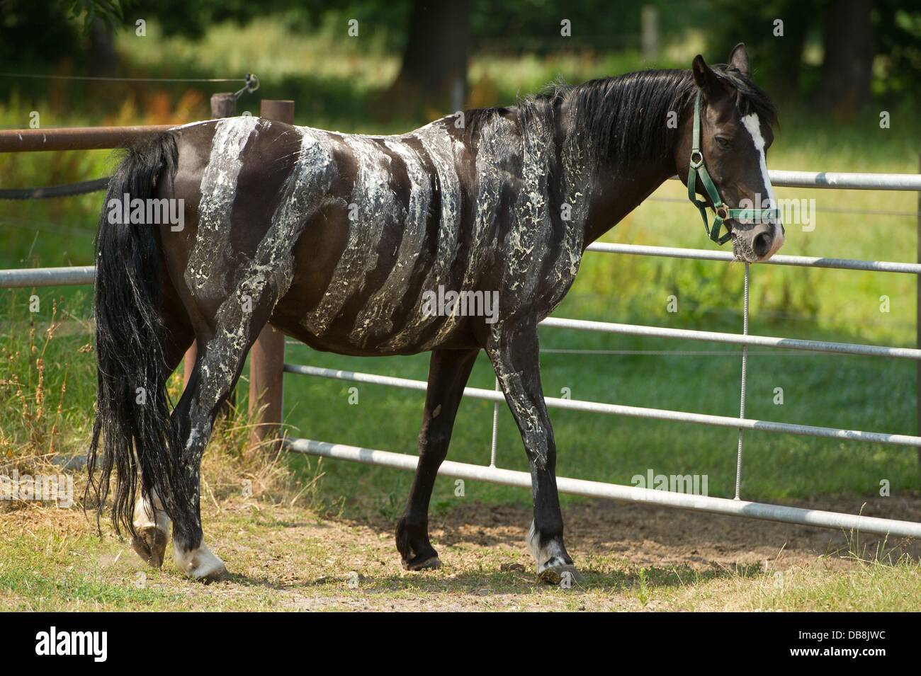 Un caballo con rayas de cebra pintado sobre él hechas a partir de una