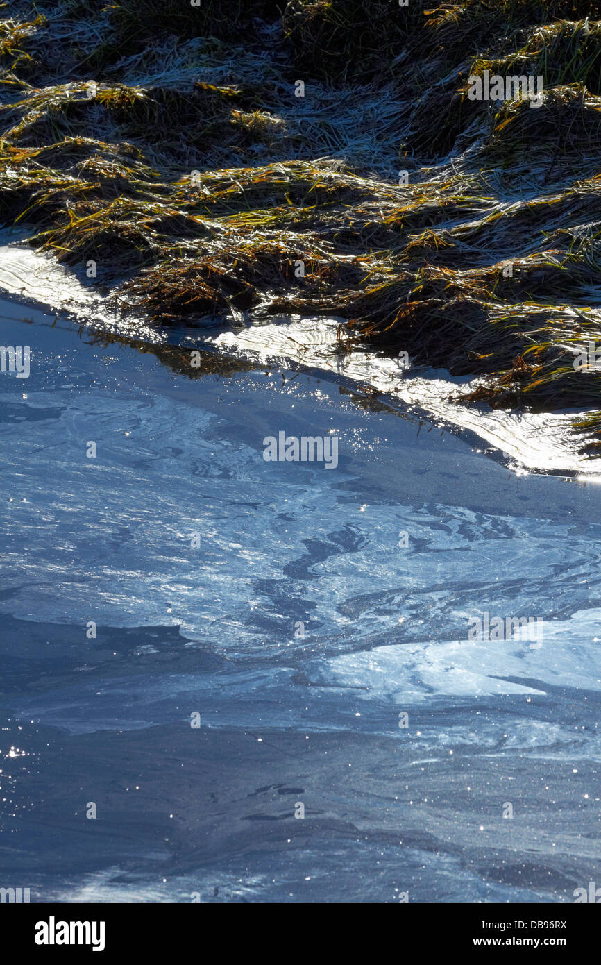 El agua contaminada de la granja el escurrimiento en canales de drenaje, Taieri Plains, cerca de Dunedin (Isla del Sur, Nueva Zelanda Foto de stock