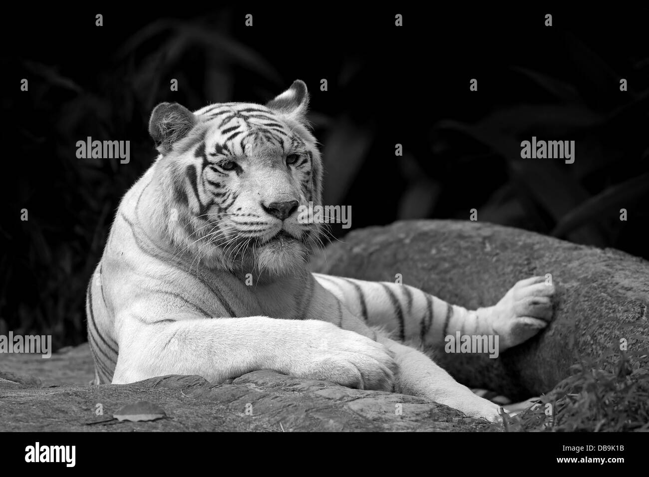 Tigre blanco Foto de stock