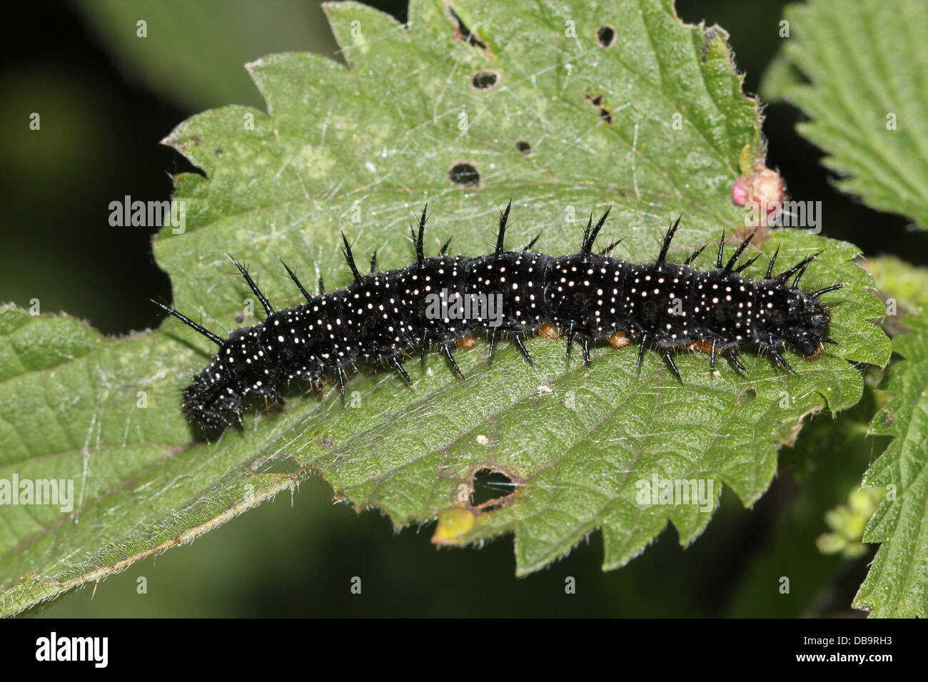 Negro y puntiagudo de la caterpillar común mariposa pavo real (Inachis io) - 12 imágenes en serie Foto de stock