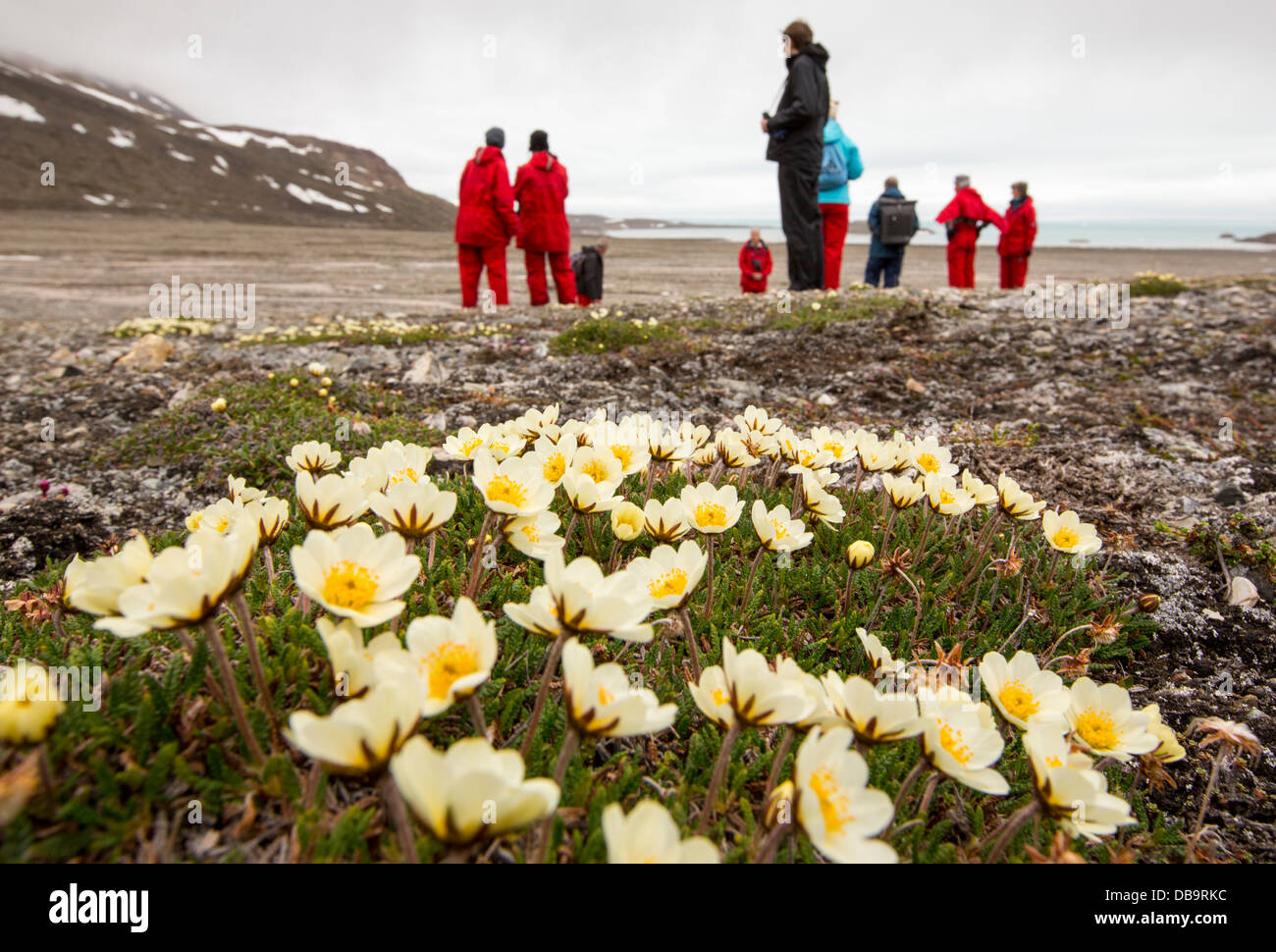 Arctic wildlflowers en frente de un glaciar en el norte de Svalbard. Foto de stock