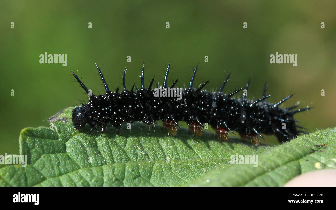 Negro y puntiagudo de la caterpillar común mariposa pavo real (Inachis io) - 12 imágenes en serie Foto de stock