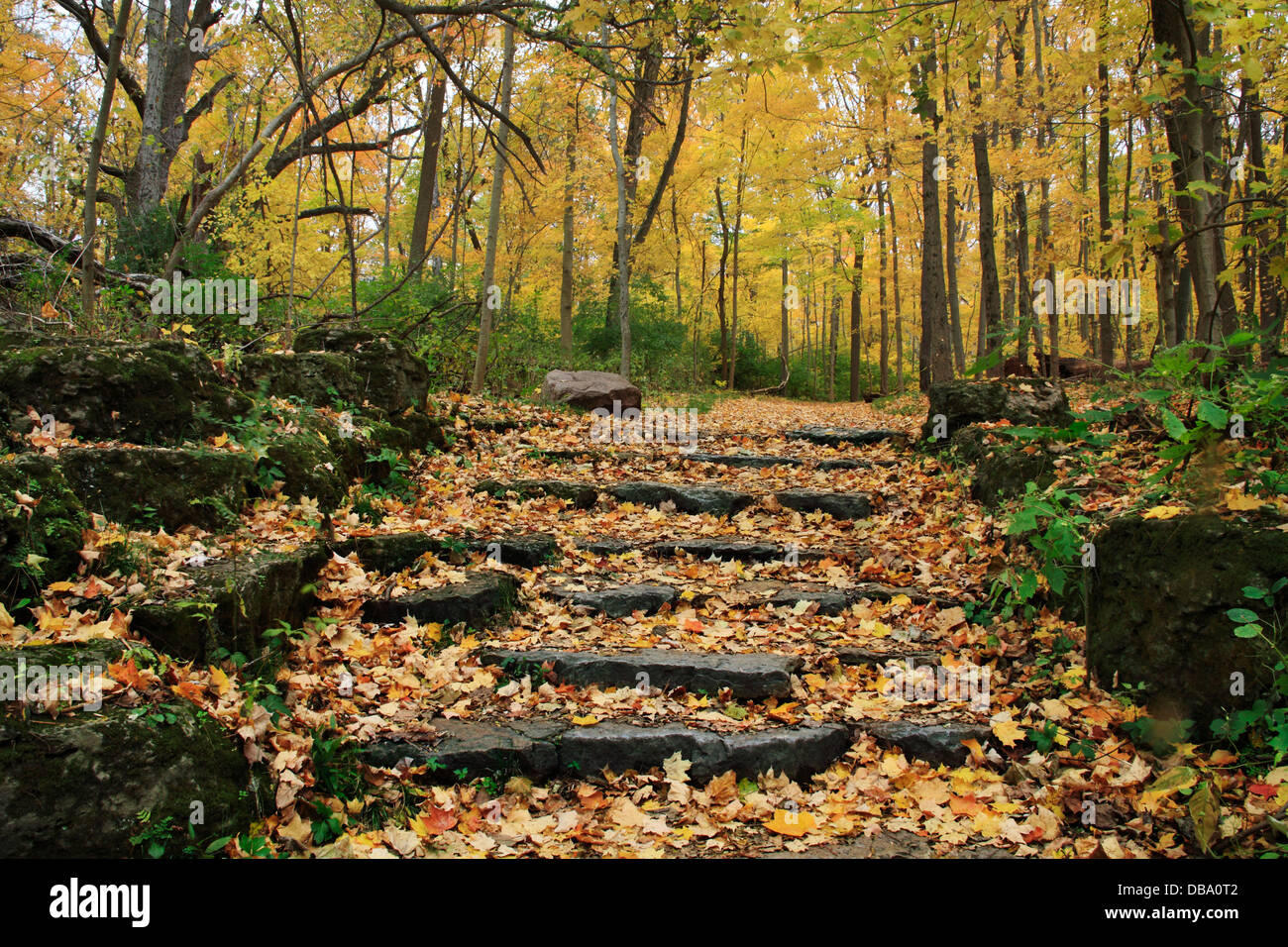 Una escalera de piedra y camino a través de un bosque en los colores de otoño, Glen Helen Nature Preserve Yellow Springs, Ohio, EE.UU. Foto de stock