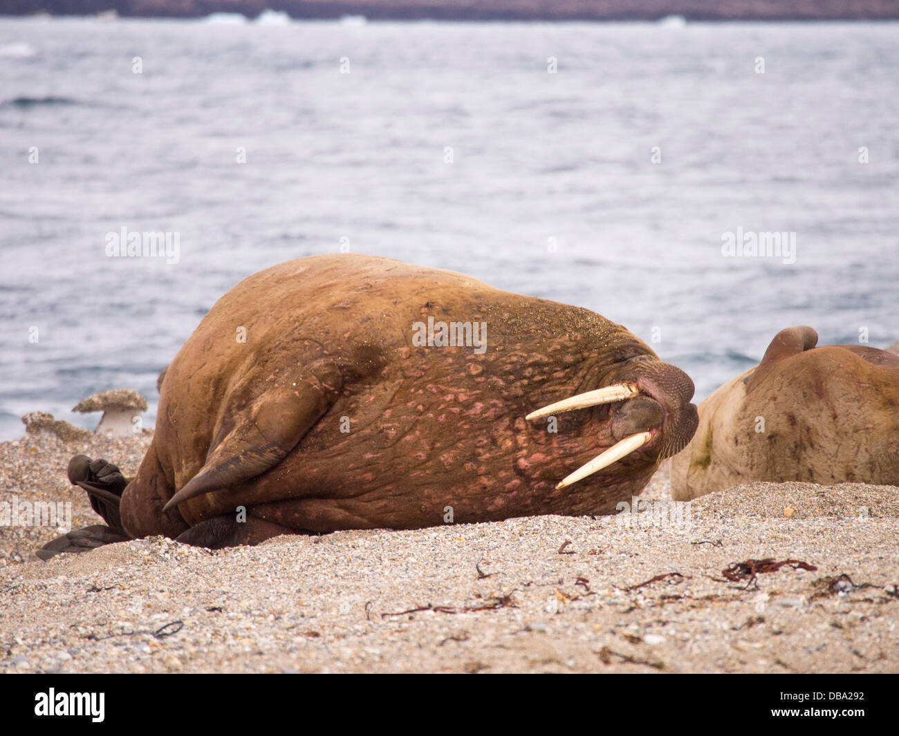 La morsa (Odobenus rosmarus) fuera de una playa en el norte de Svalbard, cazadas hasta casi extinción Foto de stock