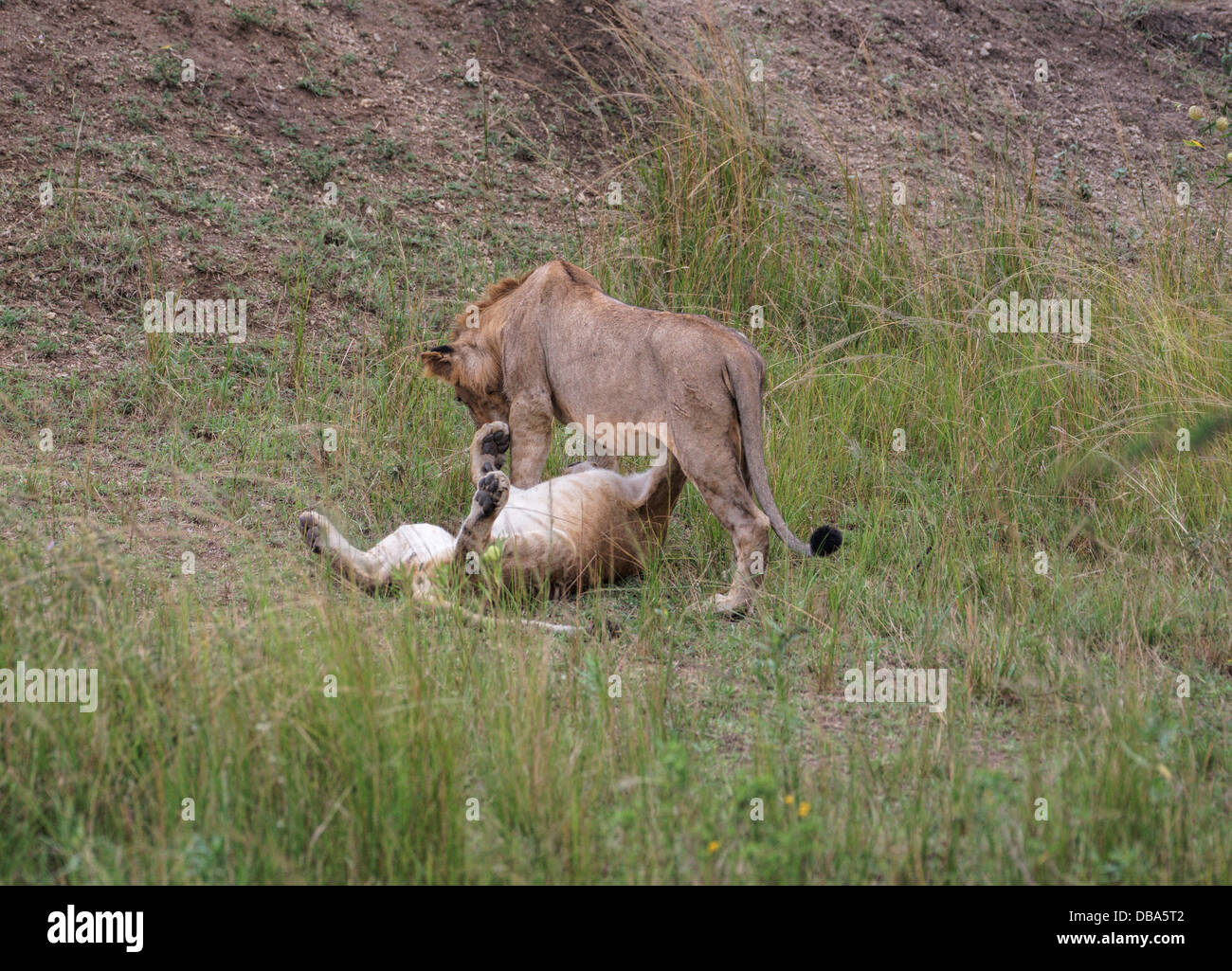 Dos jóvenes leones (leo panthero) jugando en la hierba. Un macho y una hembra Foto de stock