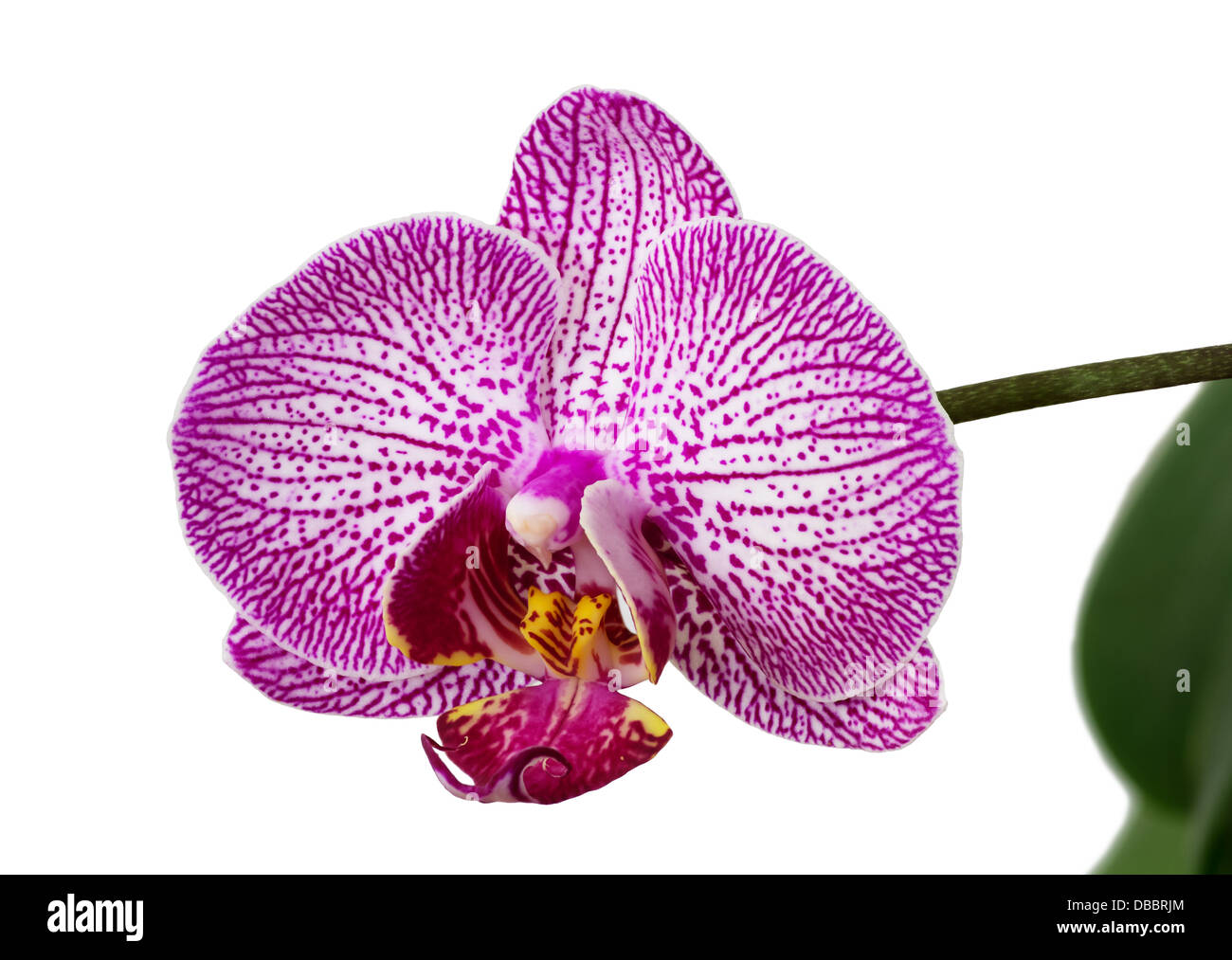 Flor de orquídea phalaenopsis estampadas sobre fondo blanco. Foto de stock