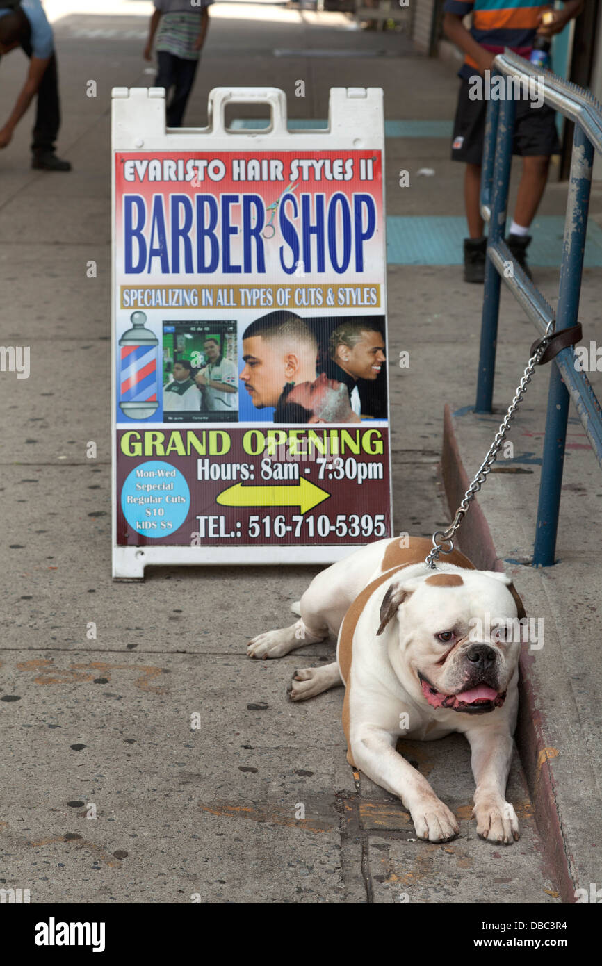 Perro en frente de una peluquería en NYC Foto de stock