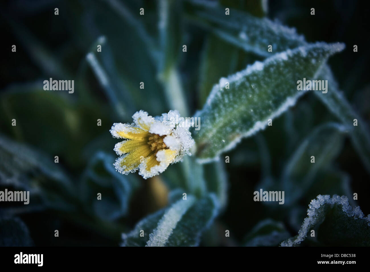 Flor Amarilla con escarcha en el campo de hierba en Granada, España,Europa,invierno frío, natural de fondo verde, solitario ,frialdad Foto de stock