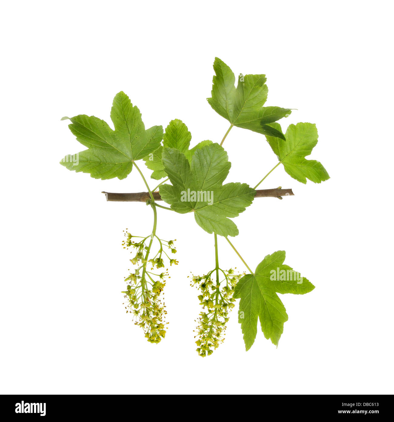 Sycamore, Acer pseudoplatanus, hojas y flores aisladas contra un blanco Foto de stock