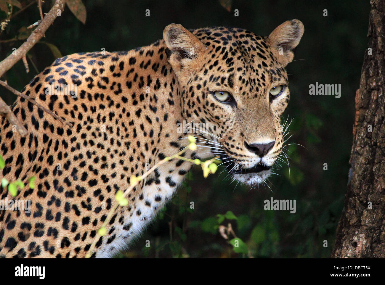 Retrato de un Leopardo de Sri Lanka (Panthera pardus Kotiya), Yala, Sri Lanka Foto de stock