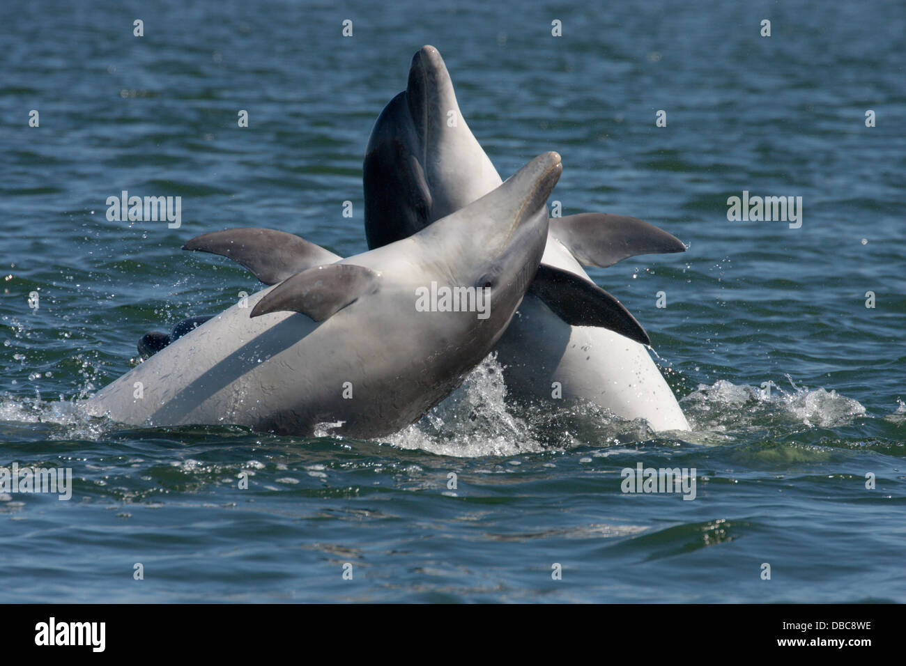Delfines nariz de botella (Tursiops truncatus) saltando, saltando, quebrantar en el Moray Firth, punto Chanonry, Scotland, Reino Unido Foto de stock