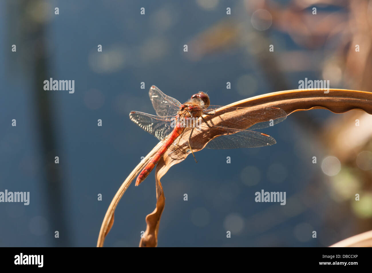 Darter común libélula descansando sobre planta seca tallo por estanque de jardín Foto de stock
