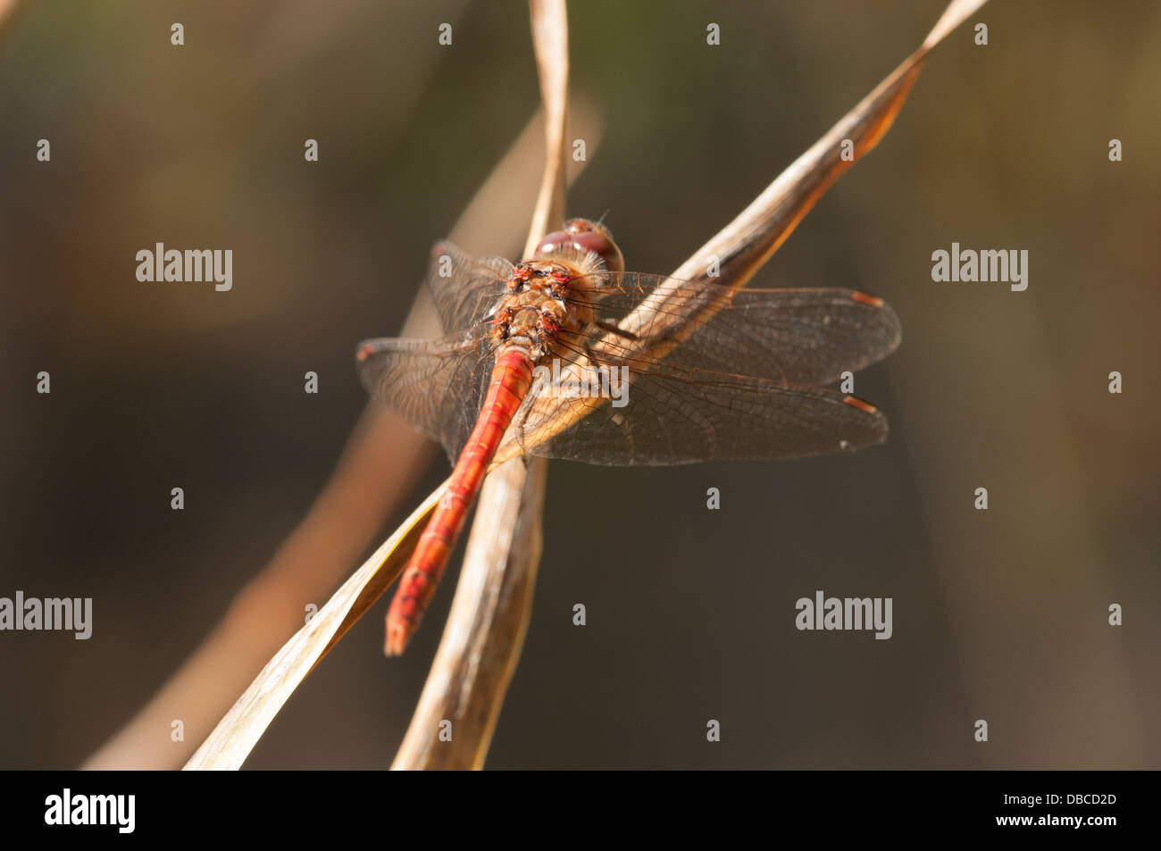 Darter común libélula descansando sobre planta de tallo Foto de stock
