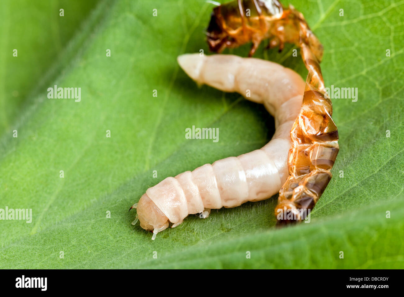 O gusano Mealworm renacida después de arrojar su piel Foto de stock