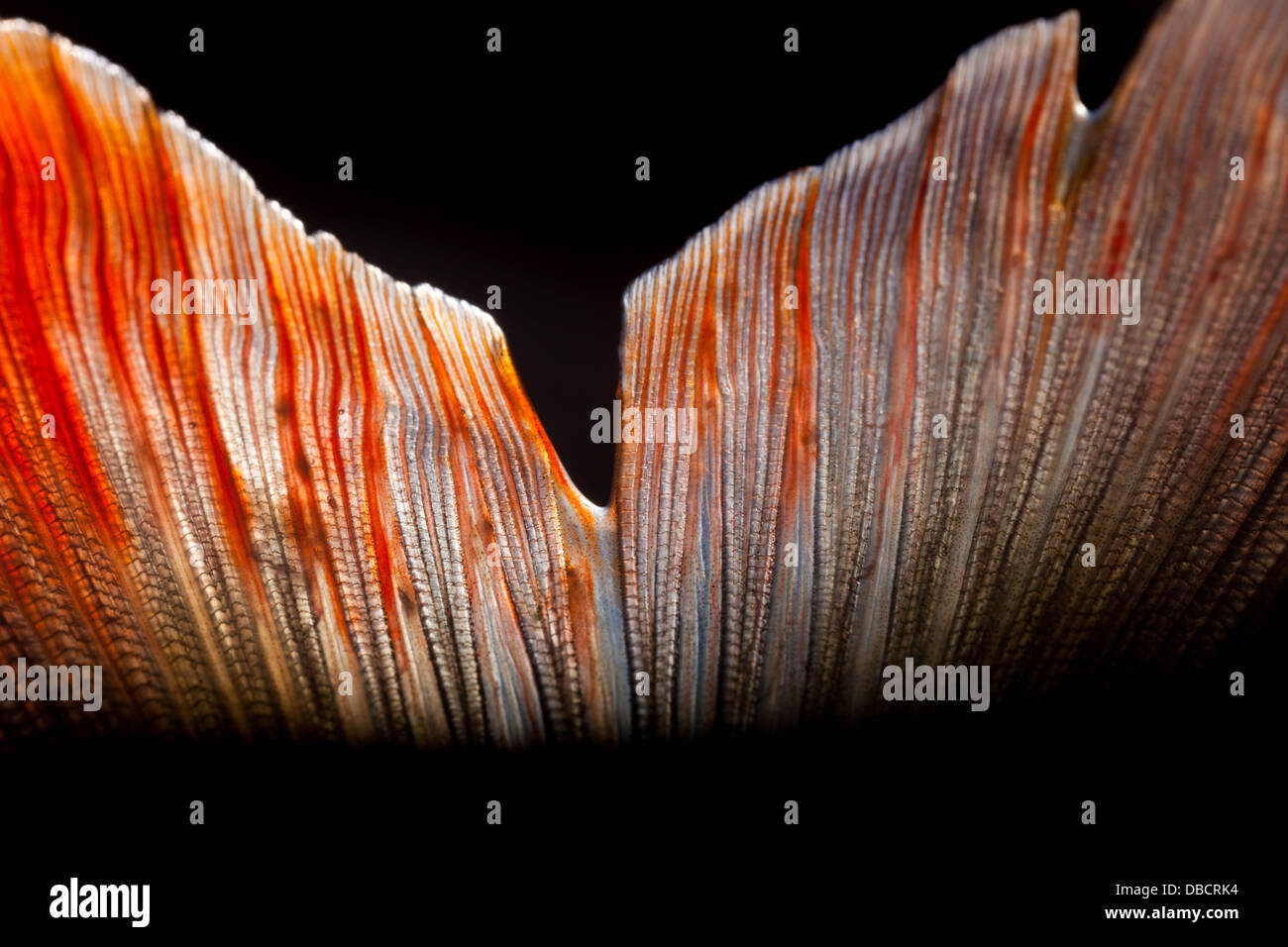 La aleta caudal común de rudd (Scardinius erythrophthalmus) Foto de stock