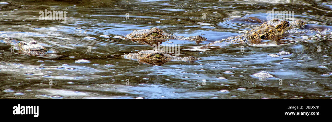 Aparecieron los cocodrilos del Nilo remueven el agua en una bañera de hidromasaje Foto de stock
