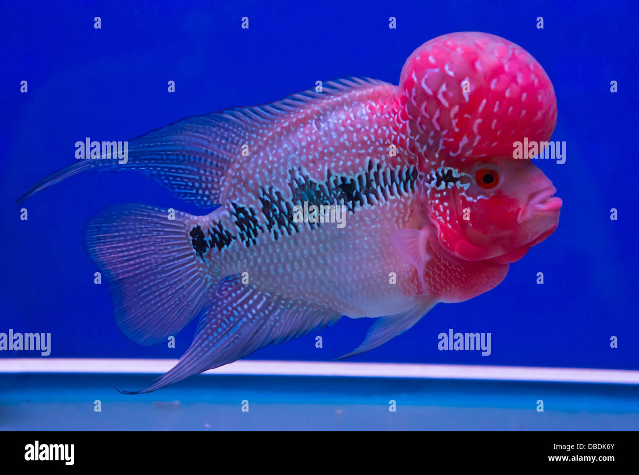 Flower horn fish fotografías e imágenes de alta resolución - Alamy