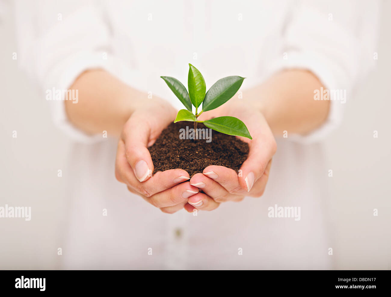Mano de mujer sosteniendo las plantas jóvenes, concepto de ecología Foto de stock