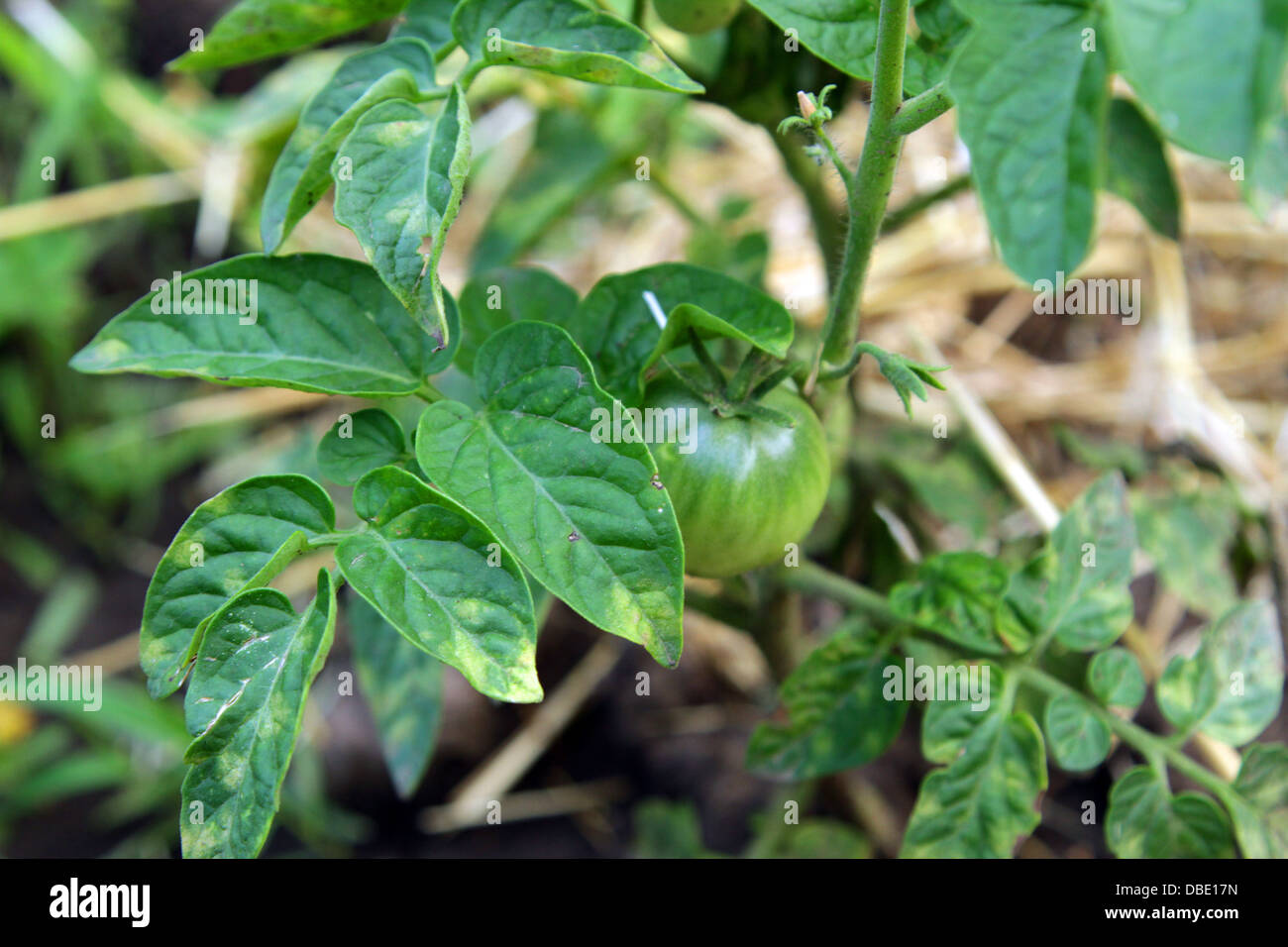 Virus De Mosaico Del Tomate Fotos e Imágenes de stock Alamy Virus De Mosaico Del Tomate Fotos e Imágenes de stock Alamy