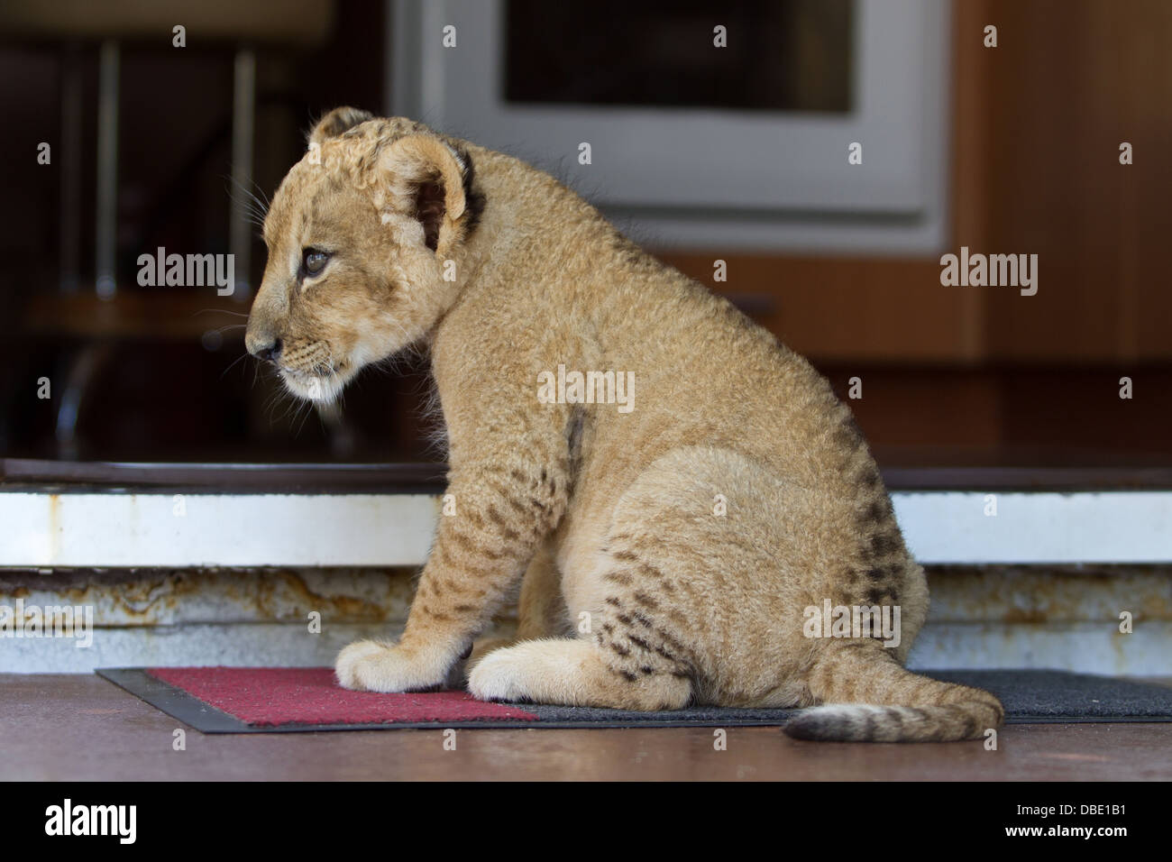 Colección de fotos de los 2 meses de edad Cachorro de león. Muy bonita pequeña criatura. Foto de stock
