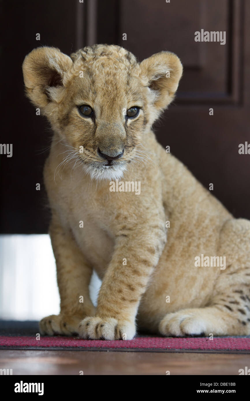 Colección de fotos de los 2 meses de edad Cachorro de león. Muy bonita  pequeña criatura Fotografía de stock - Alamy