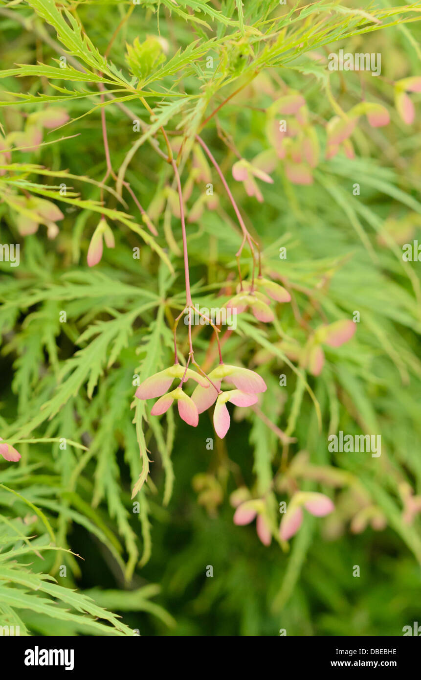 Arce japonés (acer palmatum 'dissectum') Foto de stock