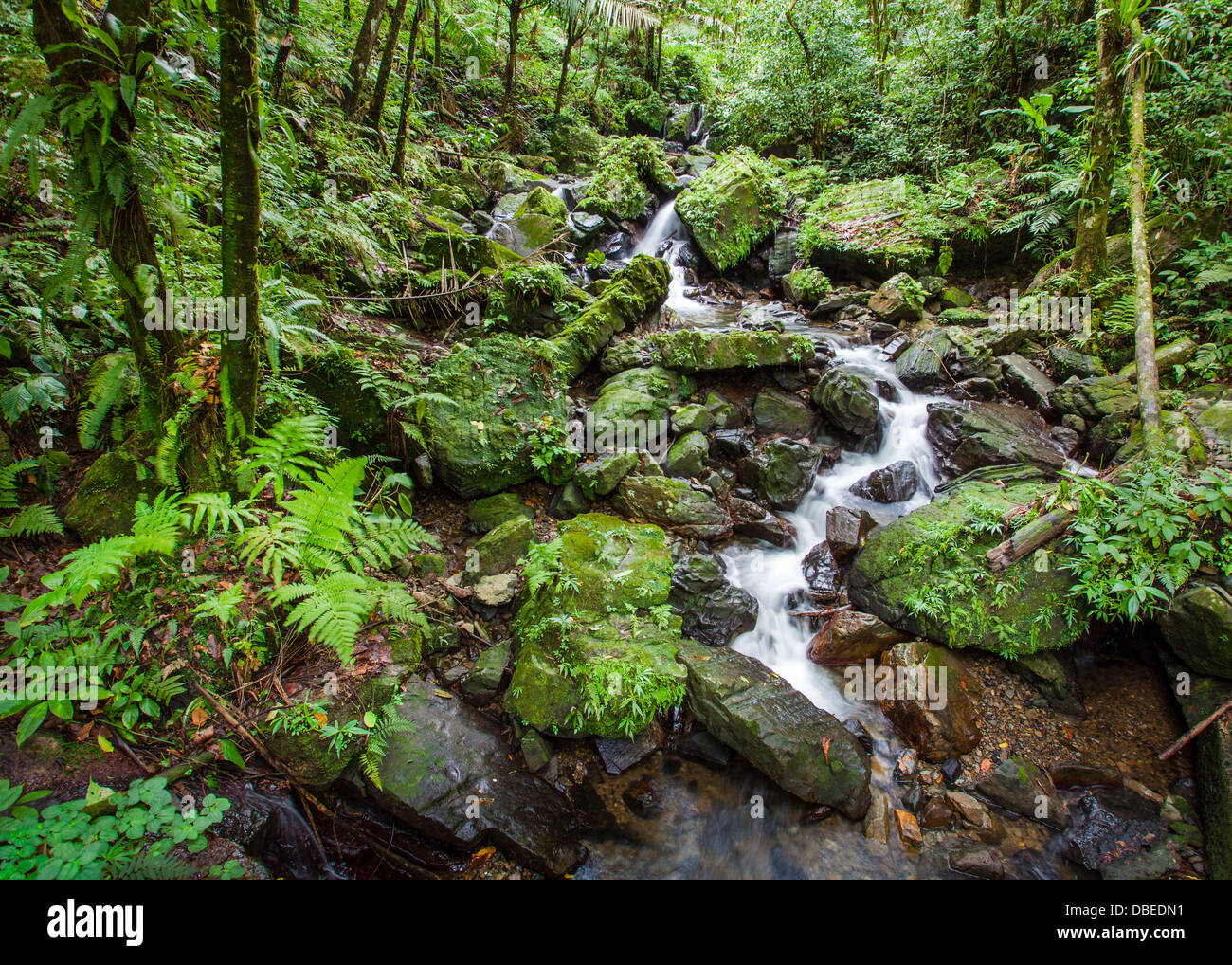 El bobinado Juan Diego Arroyo en el bosque tropical de El Yunque, Puerto Rico Fotografía de