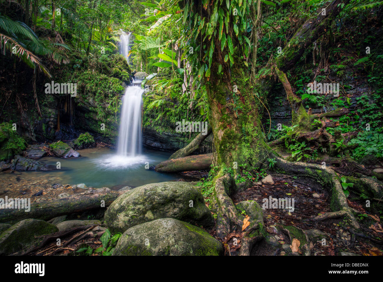 Cubiertos de musgo de árbol cerca de Juan Diego cae en el bosque tropical de El Yunque, Puerto Rico. Foto de stock