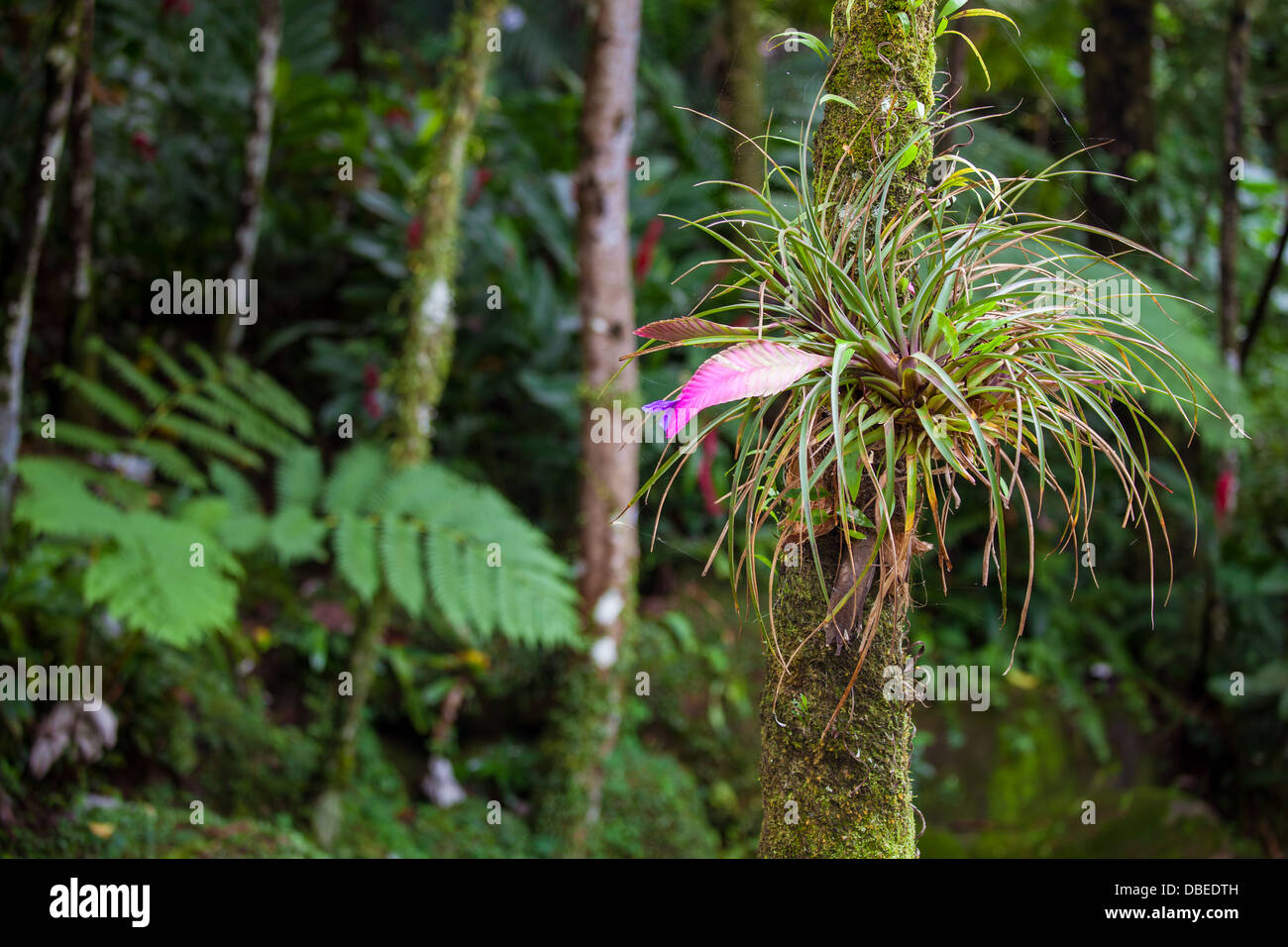 Una bromelia florecen en el bosque tropical de El Yunque, Puerto Rico Fotografía de stock Alamy