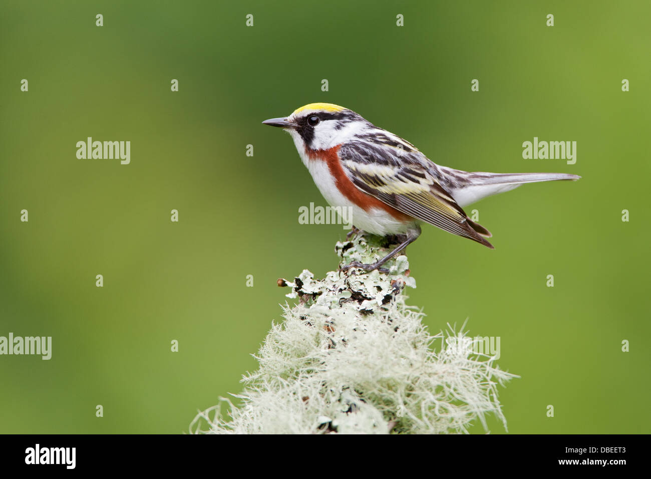 Castaño de cara Warbler percance en rama con aves líquenes afrutadas Ornithology Ciencia Naturaleza Vida Silvestre Medio ambiente Foto de stock