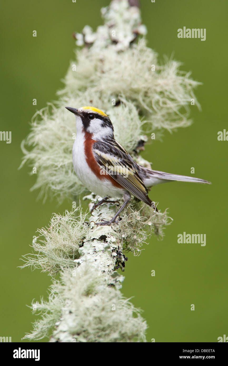 Castaño de cara Warbler perching en rama con líquen frutícola - pájaro vertical songbird Ornithology Ciencia Naturaleza Medio ambiente Foto de stock