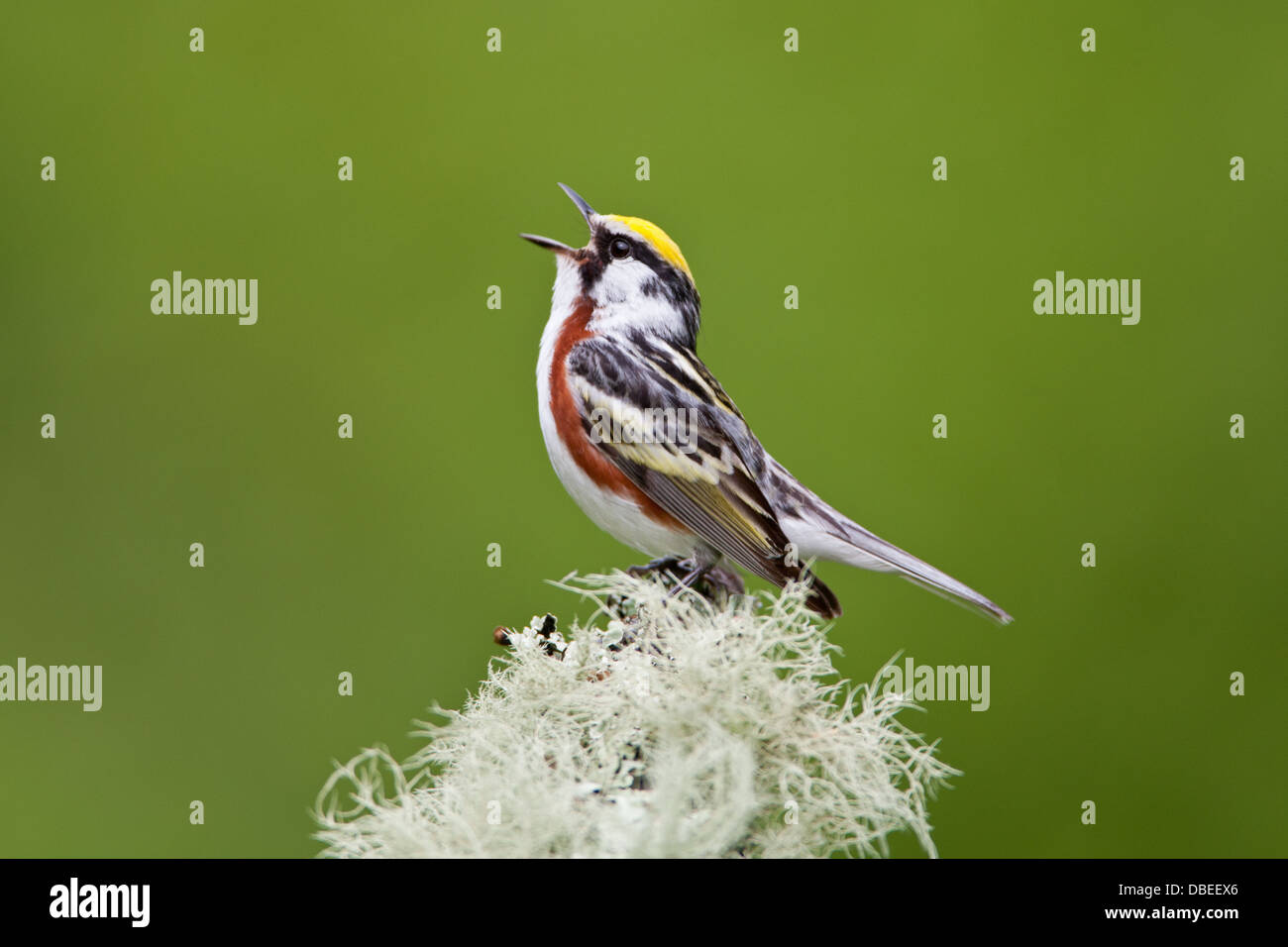 Warbler de color castaño cantando en rama con aves líquenes fruticosas pájaro songbird Ornitología Ciencia Naturaleza Medio ambiente Foto de stock