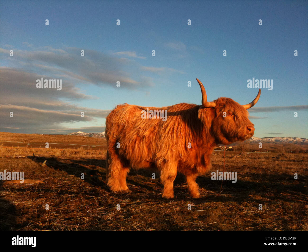 Bull pastoreo en campo de hierba Foto de stock
