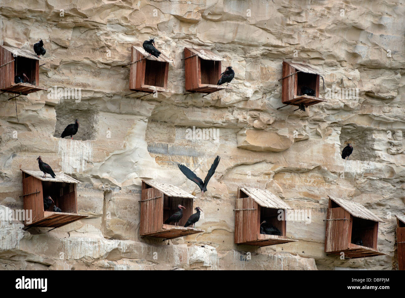 En peligro de extinción ibis calva, Geronticus eremita, la rehabilitación y el centro de cría en cautividad de Gaziantep, Turquía Foto de stock