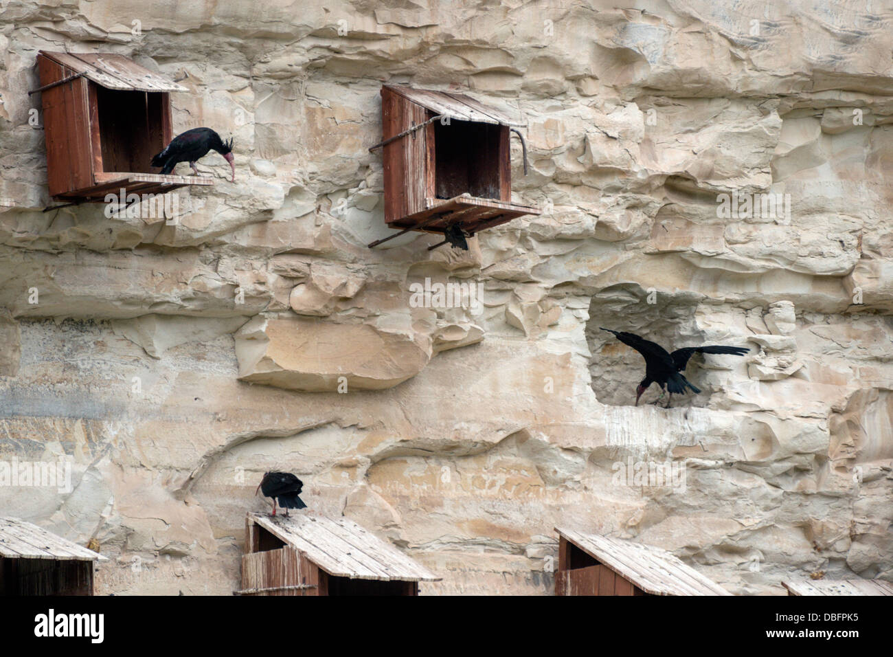 En peligro de extinción ibis calva, Geronticus eremita, la rehabilitación y el centro de cría en cautividad de Gaziantep, Turquía Foto de stock