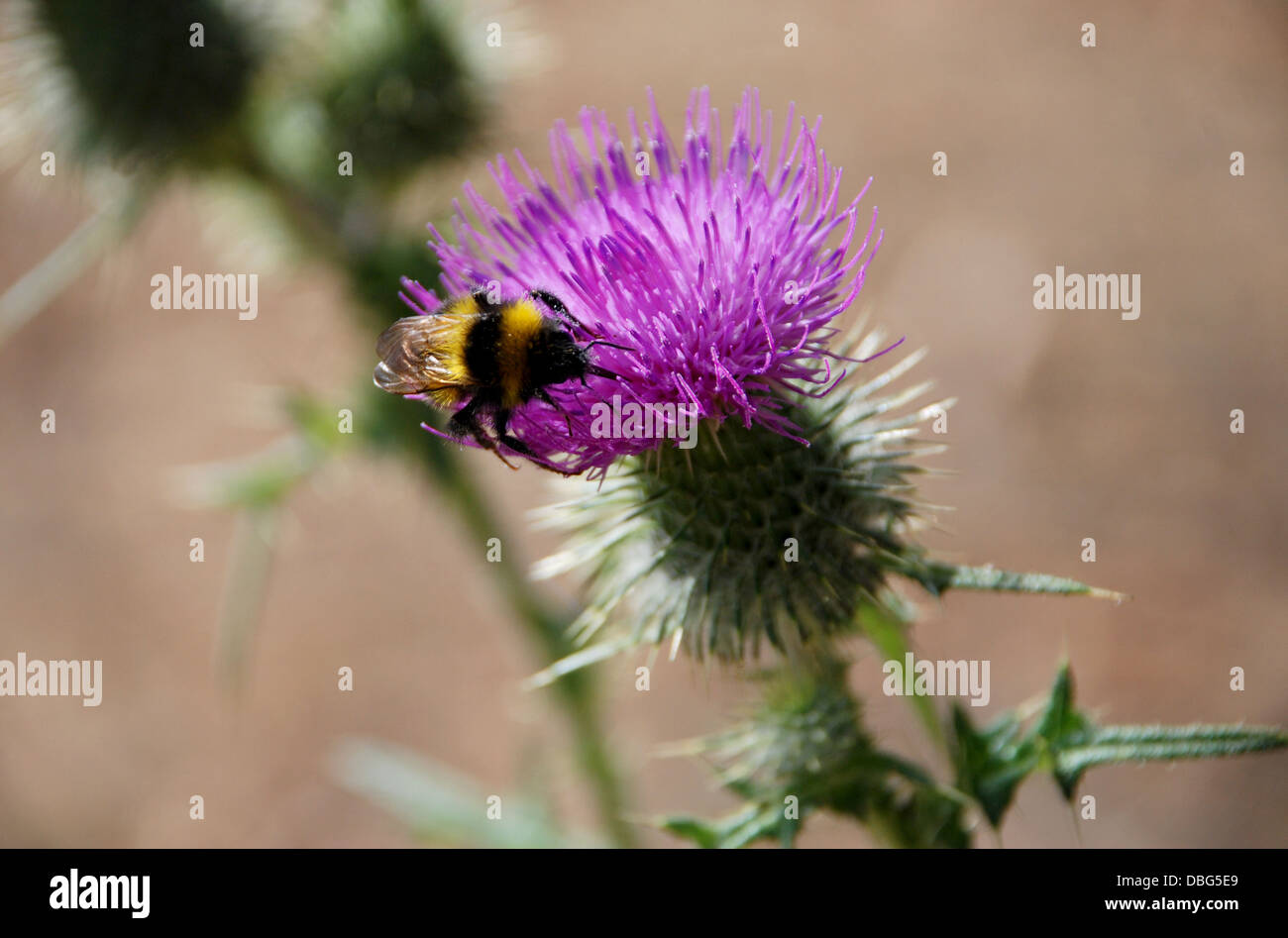 Bumble Bee buscar néctar en un cardo, la flor nacional de Escocia Foto de stock