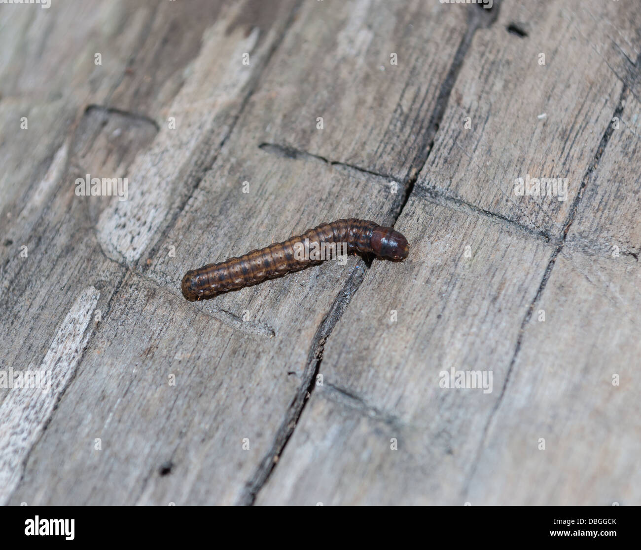 Gusano de color marrón oscuro sobre un piso de madera Fotografía de stock -  Alamy