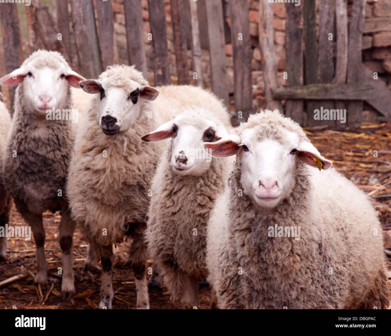 El enfoque selectivo en el lado derecho de ovejas Foto de stock
