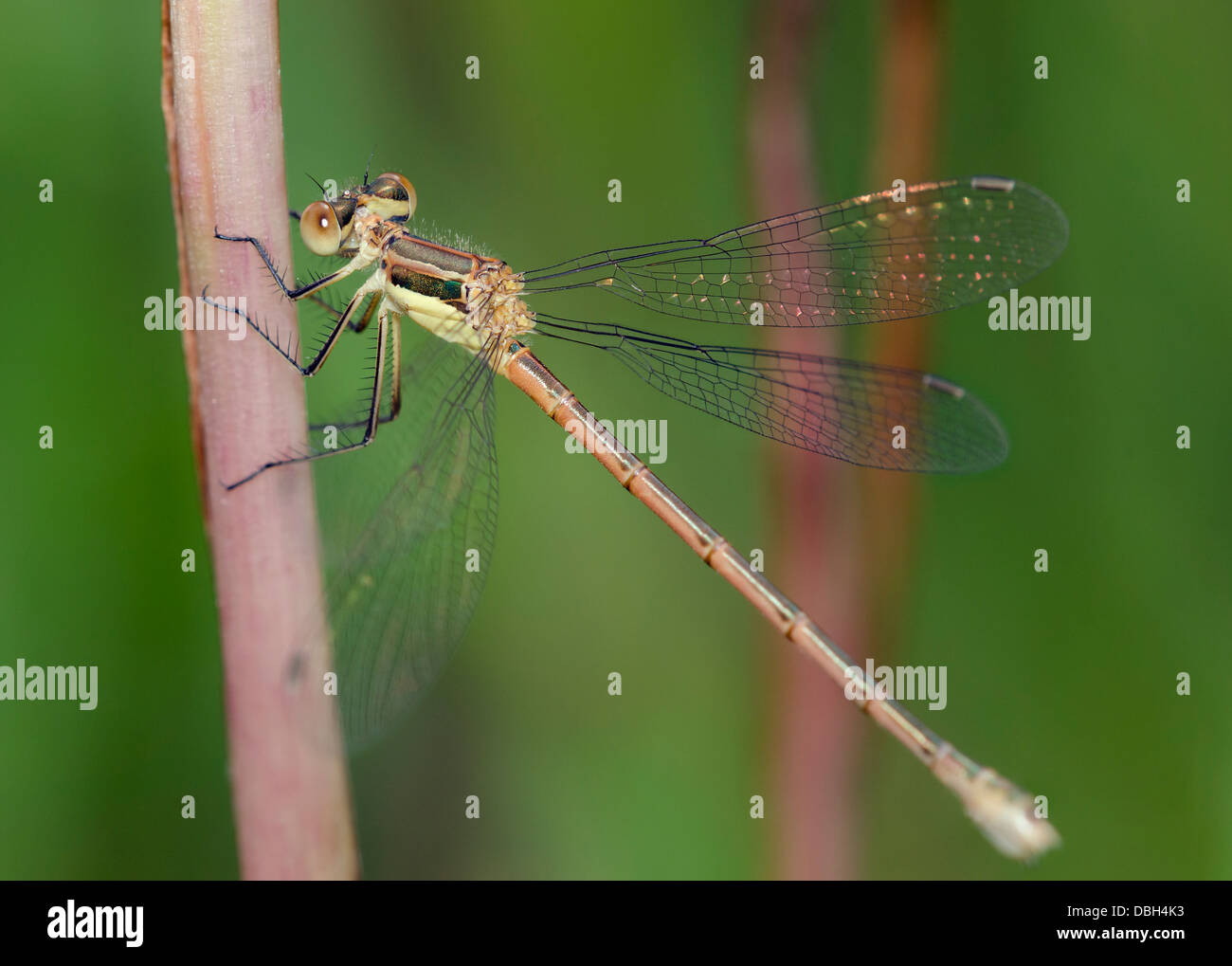 Damsel fly en una lengüeta Foto de stock