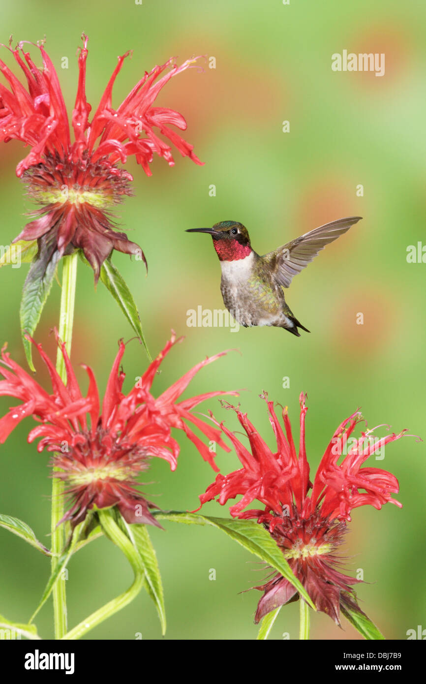 Hombre de rubí throated Hummingbird rondando buscando néctar de abeja bálsamo flores flores floraciones - vertical Foto de stock