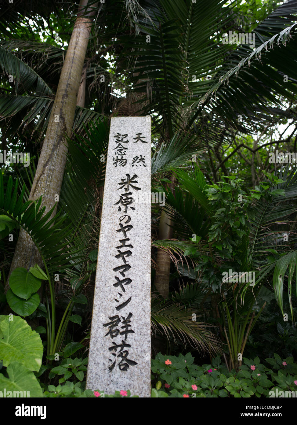 Yonehara Palm Grove, la isla de Ishigaki, Okinawa Foto de stock