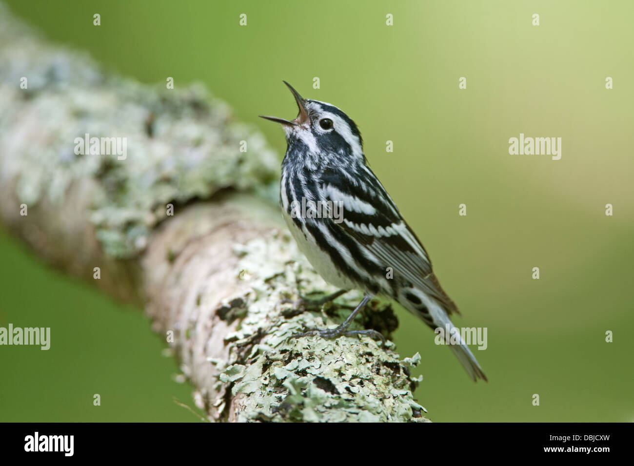 Black and White Warbler cantando perchando en Lichen Cubiertos Log Foto de stock