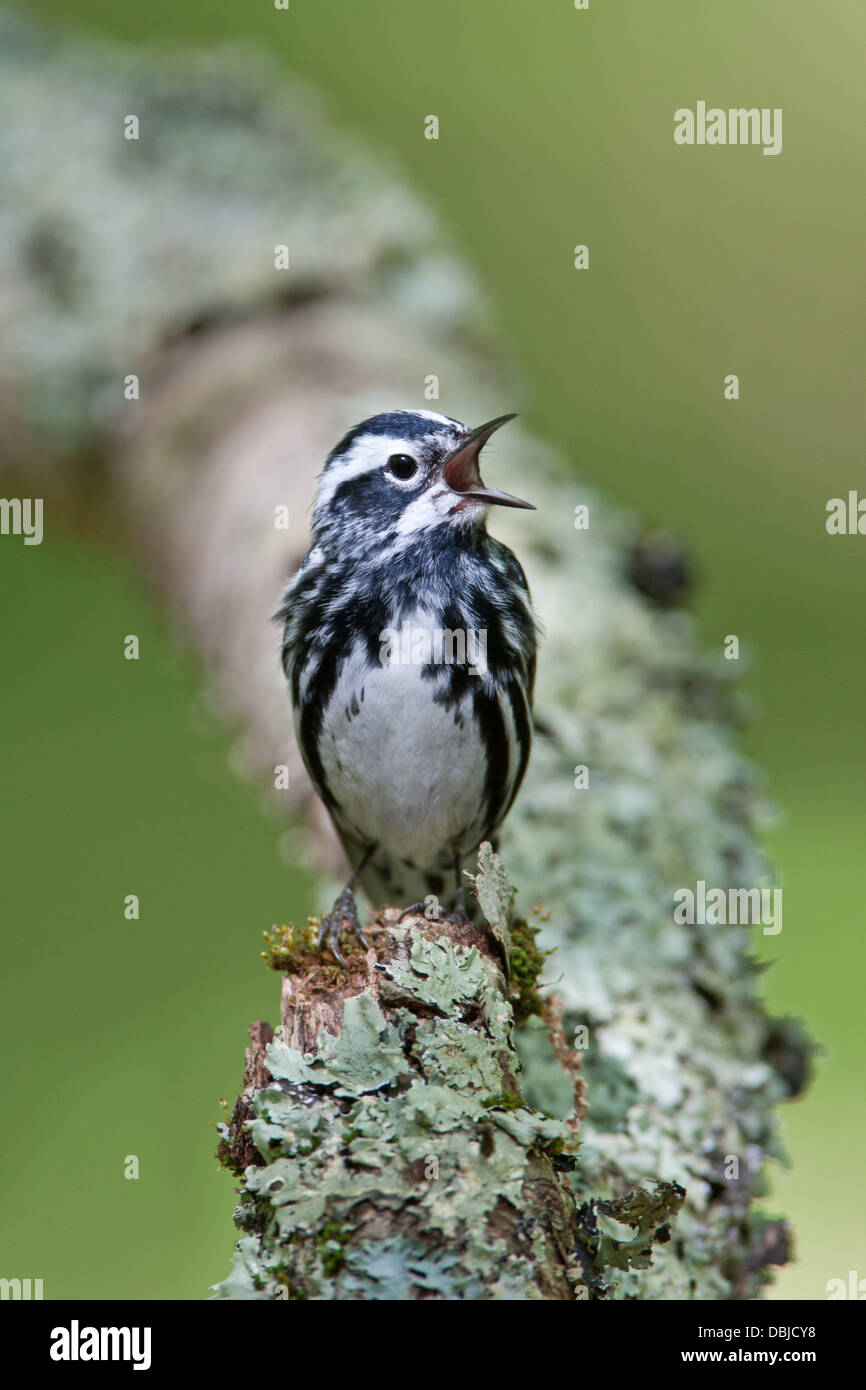 Black and White Warbler cantando perchando en Lichen Cubiertos Log - Vertical Foto de stock