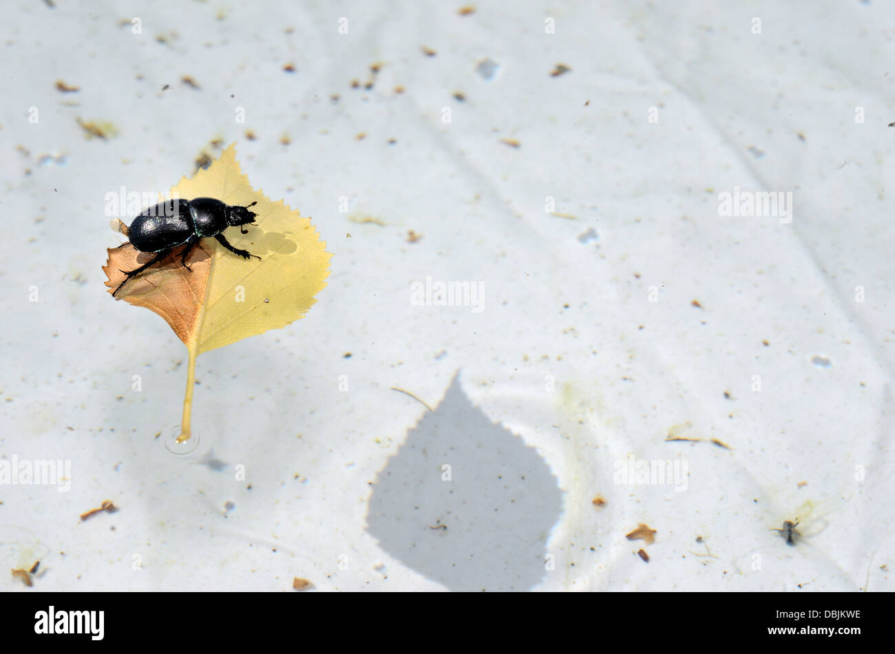 Escarabajo negro sobre una hoja en la piscina Foto de stock