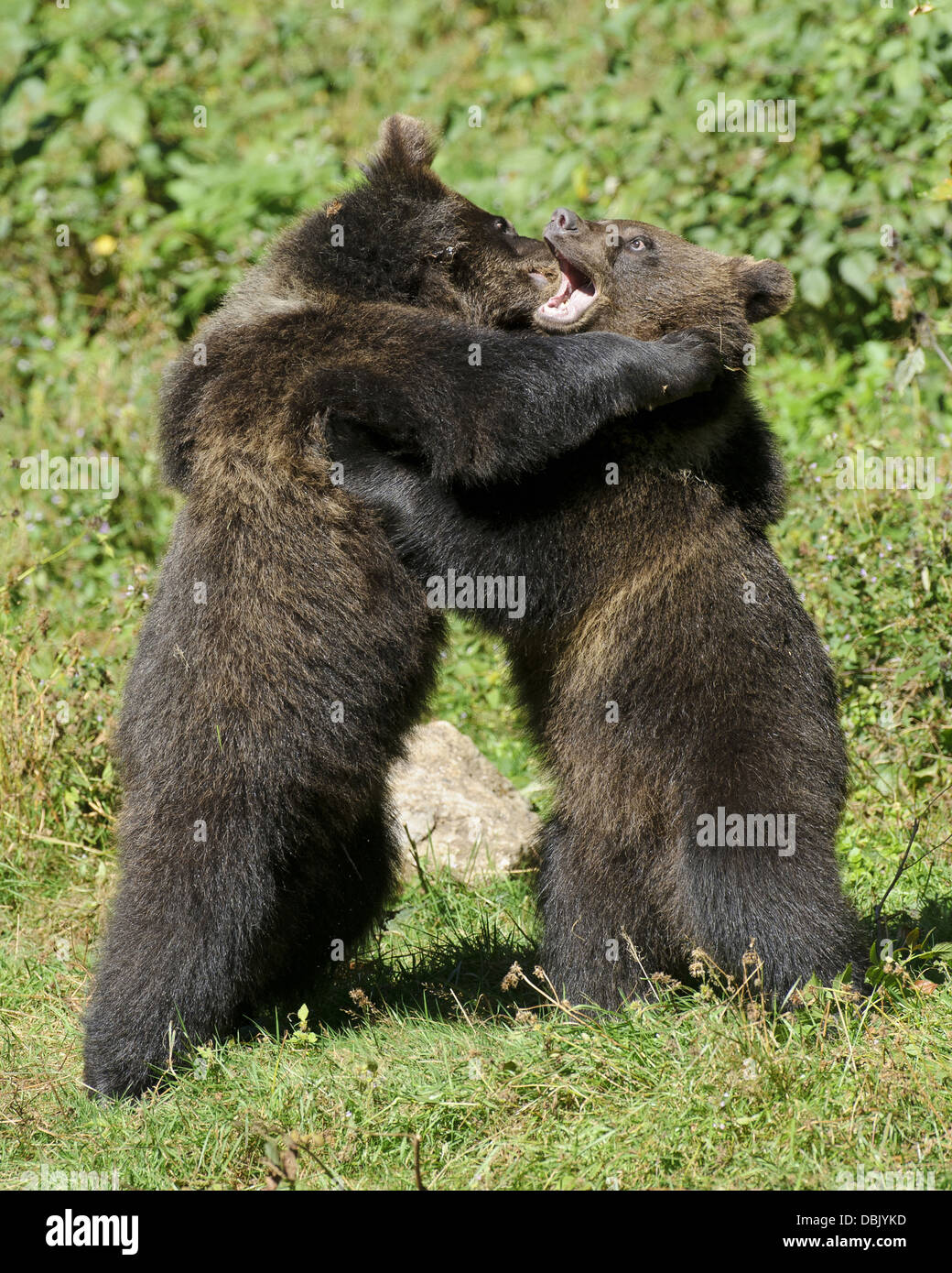 Los jóvenes osos pardos juego combates, Ursus arctos, el Bosque Bávaro, Baviera, Alemania, Europa Foto de stock