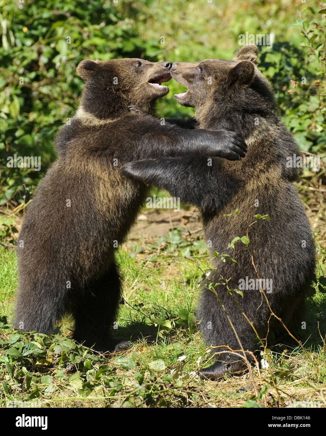 Los jóvenes osos pardos juego combates, Ursus arctos, el Bosque Bávaro, Baviera, Alemania, Europa Foto de stock