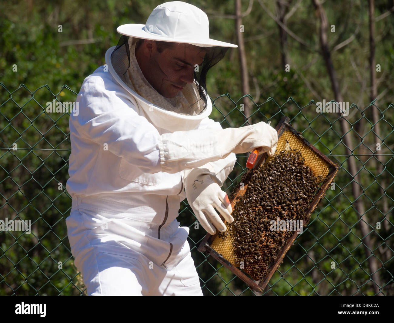 El apicultor en traje de protección celebración brood fotograma de colmenas de abejas Foto de stock