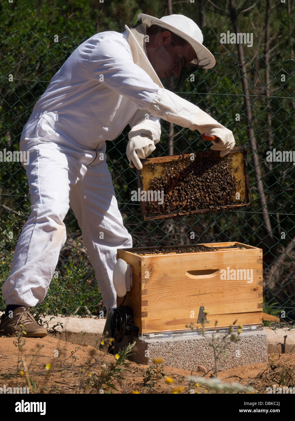 El apicultor en traje de protección eliminando las crías fotograma de colmenas de abejas para recoger la miel Foto de stock