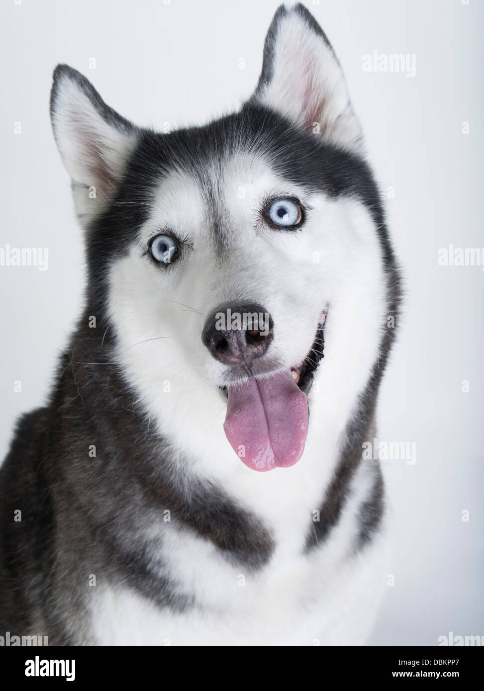 Husky Siberiano con ojos azules sobre fondo blanco / Nieve Fotografía